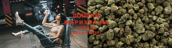 сатива Алзамай